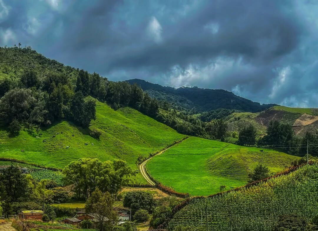 Entregamos plantas de fresa para fortalecer el campo y la economía de Sonsón
